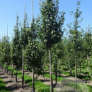 Pyrus c. 'Conference' 6-8 HO draadkluit