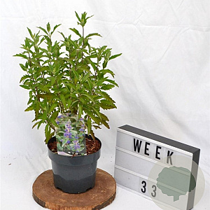 Caryopteris cland. Grand Bleu 20-40 cm 3,0L