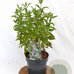Caryopteris cland. Grand Bleu 20-40 cm 3,0L