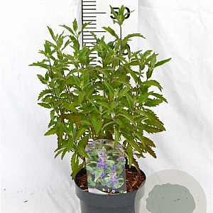 Caryopteris cland. Grand Bleu 20-40 cm 3,0L