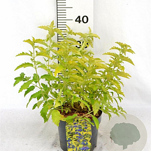 Caryopteris cland. Hint of Gold 30-40 cm 3,0L