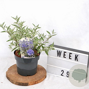 Caryopteris cland. Sterling Silver 30-40 cm 3,0L