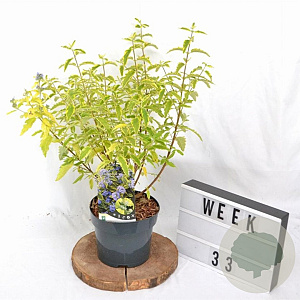 Caryopteris cland. 'Summer Sorbet' 30-40 cm 3,0L