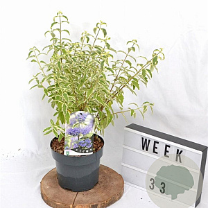 Caryopteris cland. 'White Surprise' 30-40 cm 3,0L