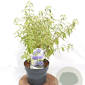 Caryopteris cland. 'White Surprise' 30-40 cm 3,0L