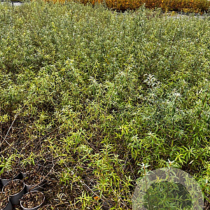 Hippophae rhamnoides 60-80 cm 2,0L