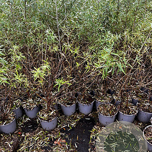 Hippophae rhamnoides 60-80 cm 2,0L