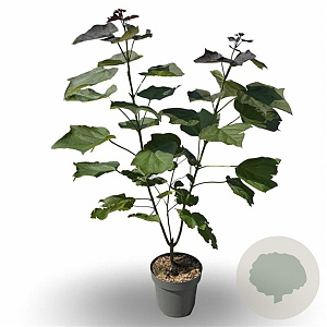 Catalpa erubescens 'Purpurea' 20-30 cm 5,0L