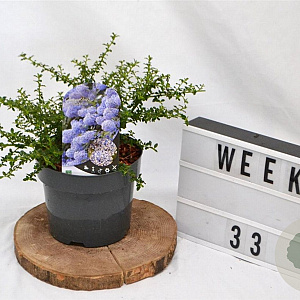Ceanothus 'Blue Mound' 25-30 cm 3,0L