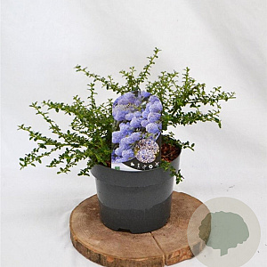 Ceanothus 'Blue Mound' 25-30 cm 3,0L