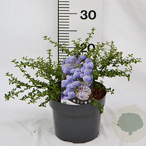 Ceanothus 'Blue Mound' 25-30 cm 3,0L