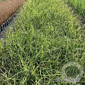 Miscanthus sinensis GM 2,0L