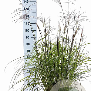 Miscanthus sin. 'Ferner Osten' 60-100 cm 12L