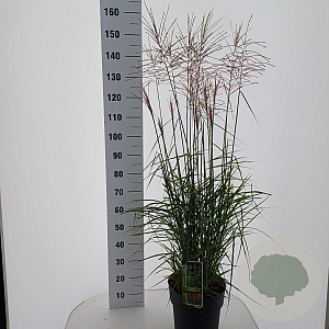 Miscanthus sin. 'Ferner Osten' 60-100 cm 12L