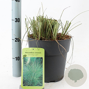 Miscanthus sin. 'Morning Light' 50-80 cm 6,5L