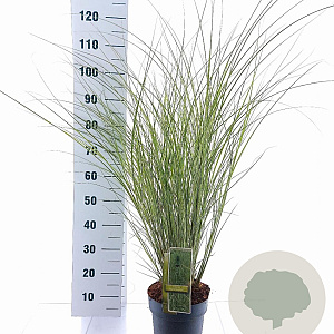 Miscanthus sin. 'Morning Light' 50-80 cm 6,5L