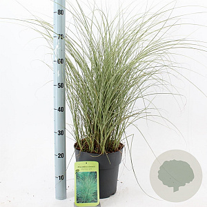 Miscanthus sin. 'Morning Light' 50-80 cm 6,5L