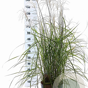 Miscanthus sin. Pink Cloud A kwaliteit 12L