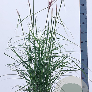 Miscanthus sin. Pink Cloud A kwaliteit 12L