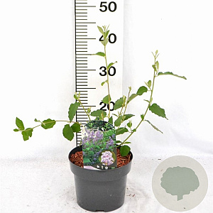 Ceanothus del. 'Gloire de Versaille 30-40 cm 3,0L