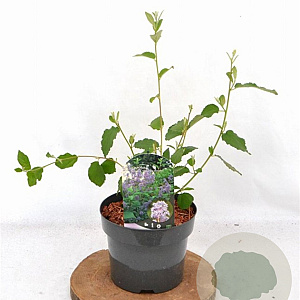 Ceanothus del. 'Gloire de Versaille 30-40 cm 3,0L