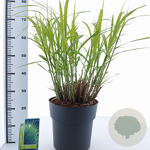 Miscanthus sin. 'Zebrinus' 60-100 cm 12L