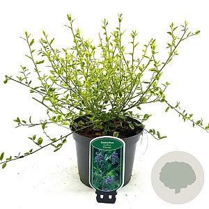 Ceanothus El Dorado 30-40 cm 2,0L