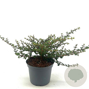 Ceanothus 'Emily Brown' 25-30 cm 2,0L