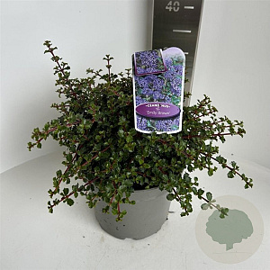 Ceanothus 'Emily Brown' 30-40 cm 5,0L