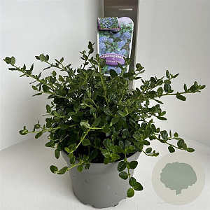 Ceanothus griseus 'Yankee Point' 30-40 cm 5,0L