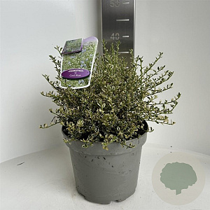 Ceanothus impressus 'Cool Blue' 30-40 cm 5,0L