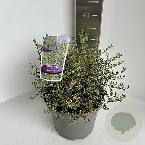 Ceanothus impressus 'Cool Blue' 30-40 cm 5,0L
