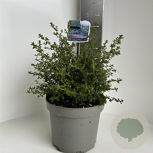 Ceanothus 'Julia Phelps' 30-40 cm 5,0L