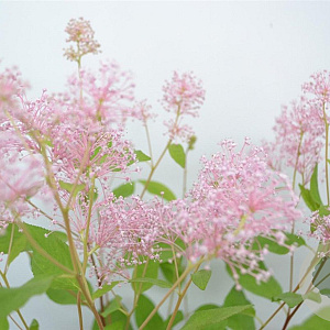 Ceanothus pallidus 'Marie Simon' 30-40 cm 3,0L