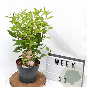 Ceanothus pallidus 'Marie Simon' 30-40 cm 3,0L