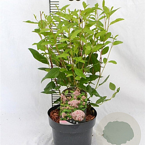 Ceanothus pallidus 'Marie Simon' 30-40 cm 3,0L