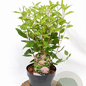 Ceanothus pallidus 'Marie Simon' 30-40 cm 3,0L