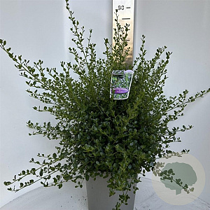 Ceanothus impressus 'Victoria' 35-40 cm P27