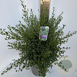 Ceanothus impressus 'Victoria' 35-40 cm P27