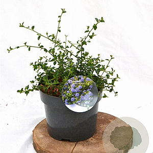 Ceanothus thyrsiflorus repens 25-40 cm 3,0L