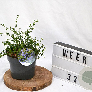 Ceanothus thyrsiflorus repens 25-40 cm 3,0L