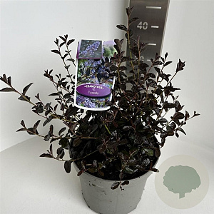 Ceanothus 'Tuxedo' 30-40 cm 5,0L