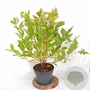 Cephalanthus occidentalis 40-60 cm 5,0L