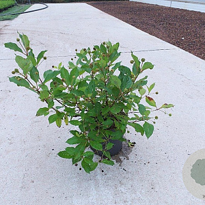 Cephalanthus occidentalis 50-60 cm 10L