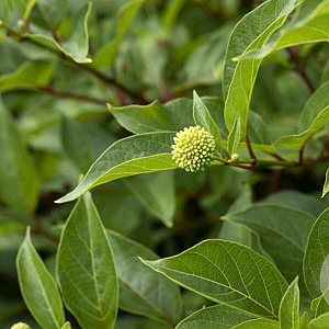Cephalanthus occidentalis 80-100 cm 35L solitair