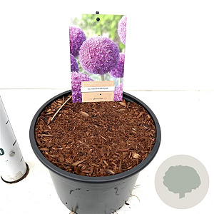 Allium giganteum gm 4,0L