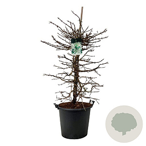 Hydrangea petiolaris 125-150 cm cont. 55L extra