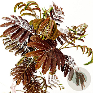 Albizia julibr. 'Evi's Pride' 125-150 cm 10L