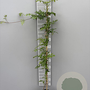 Campsis radicans 100-125 cm 2,0L