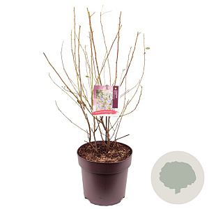 Ceanothus del. 'Gloire de Versaille 70-80 cm 10L